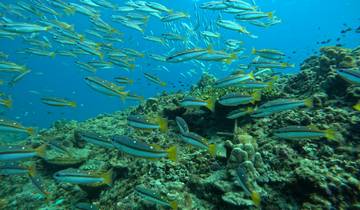 Close-up of fish swimming in a coral reef.