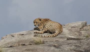 Cheetah resting on a rocky surface.