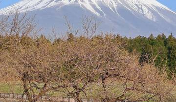 Mount Fuji with trees in the foreground.