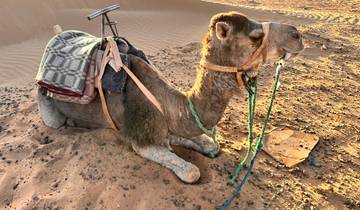 A camel sitting on the sand with a saddle on its back.