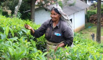 Woman picking tea leaves in a lush plantation.