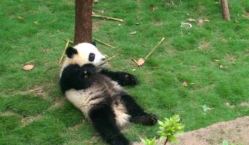 Panda cub lying on grass.