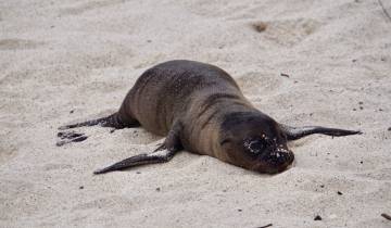 A sea lion pup resting on a sandy beach.