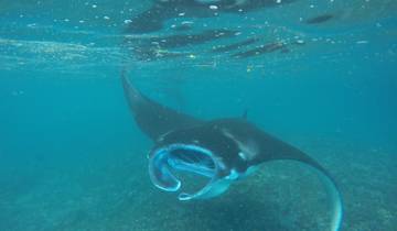 Manta ray swimming underwater.
