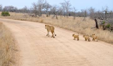 A lioness walking on a dirt road with three cubs in a dry savannah.