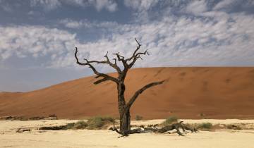 A dried tree against a backdrop of a large sand dune under a cloudy sky.