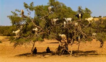 Goats standing on branches of a large tree.