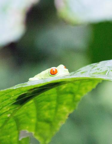 Red-eyed tree frog on a leaf.