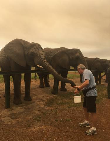 Man feeding elephants with a bucket.