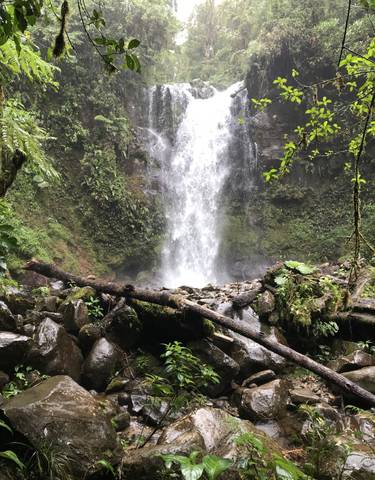 A waterfall surrounded by lush greenery and stones.