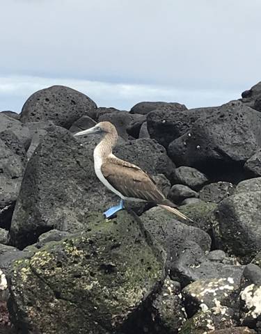 A blue-footed booby standing on rocks.