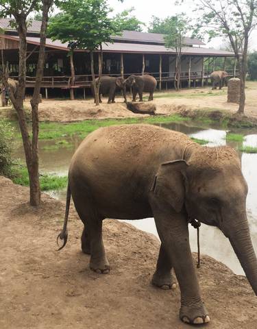 Elephants walking in a park with a building in the background.