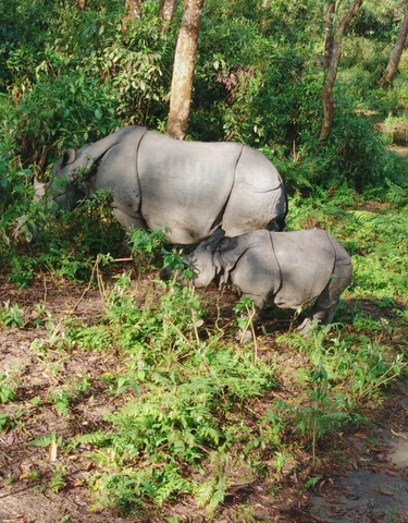Adult rhinoceros with a calf in a lush forest setting.