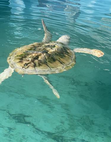 A sea turtle swimming in clear blue water.