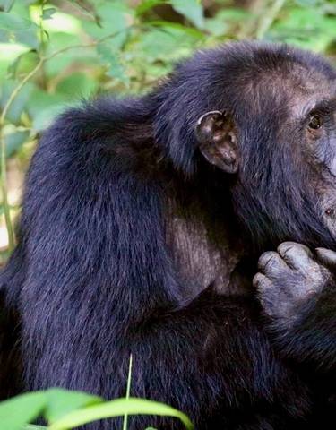 Chimpanzee sitting thoughtfully among leaves.