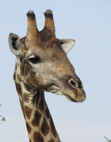 Close-up of a giraffe's head against a clear sky.
