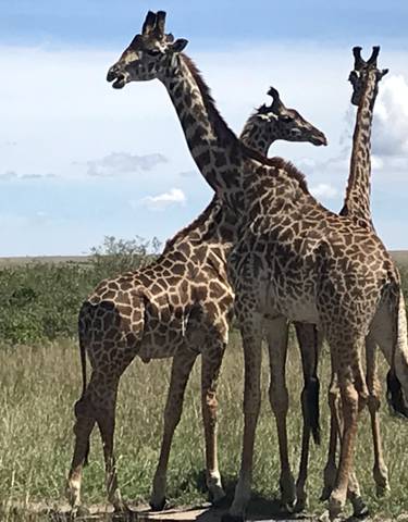 Group of giraffes standing in a grassy savannah.