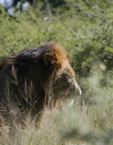 A lion in a natural savannah setting.
