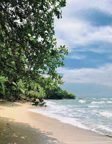 Tropical beach with trees and ocean waves.