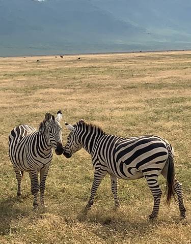 Two zebras interacting in a grassy savannah with more zebras in the background.