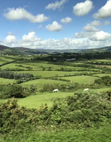 A lush green valley with hills and scattered sheep.