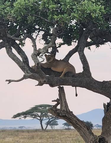 Lion resting on a tree branch in the savannah.