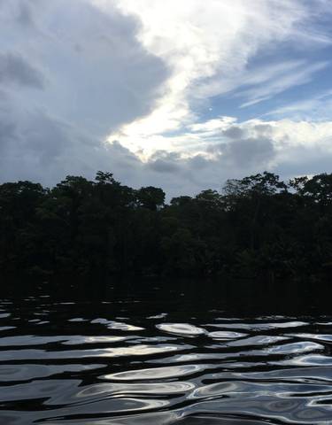 Dark silhouette of a jungle across a river.