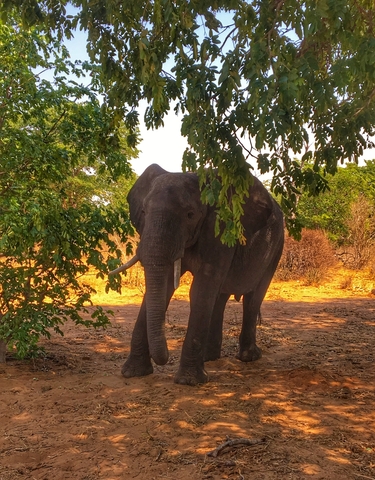 Elephant standing under a tree with dry grass in the background.