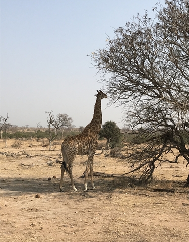 Giraffe standing near a tree in a savanna.