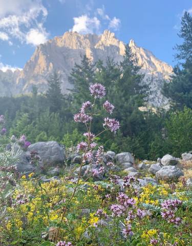 Close-up of wildflowers with mountains in the background.