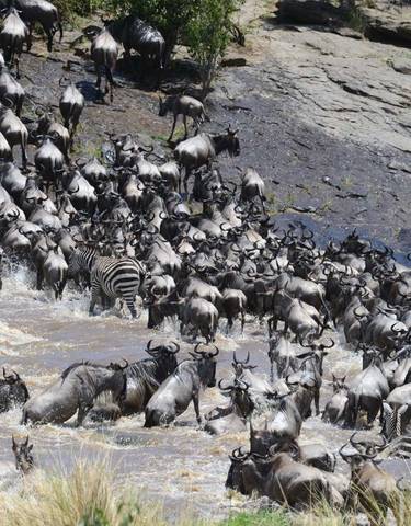 Herd of wildebeest and zebras crossing a river.