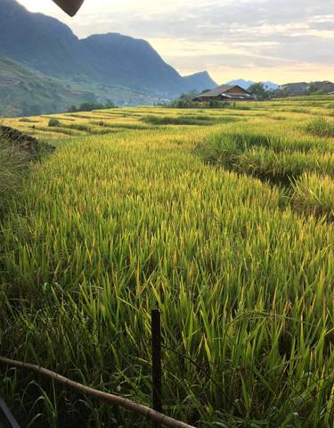 Lush green rice terraces in a mountainous area