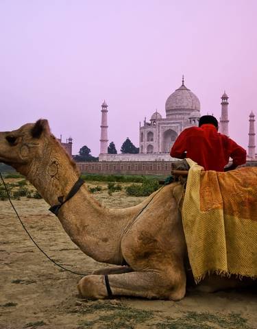 Camel in front of the Taj Mahal during sunset.