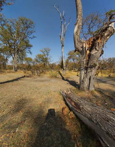 Sparse forest area with dry trees and blue sky.