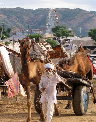 Camel festival with many camels and people.