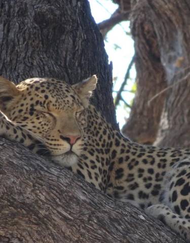 Leopard resting on a tree branch.