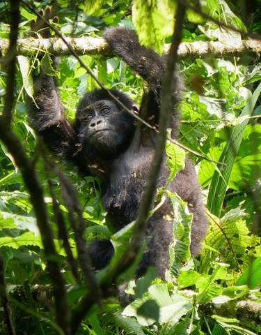 Young gorilla in a tree.