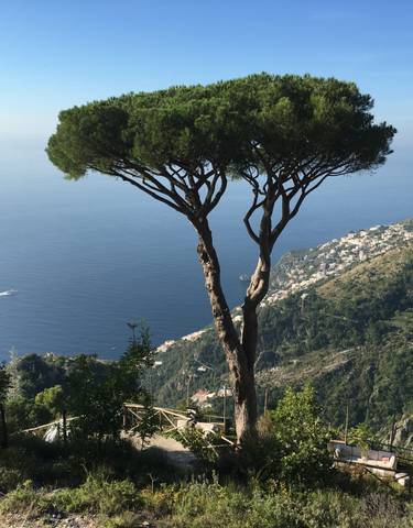 View of a coastal area with a lone tree and blue sea.