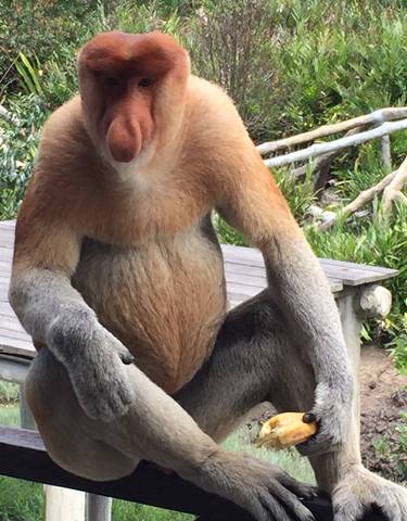 Close-up of a proboscis monkey in a natural setting.