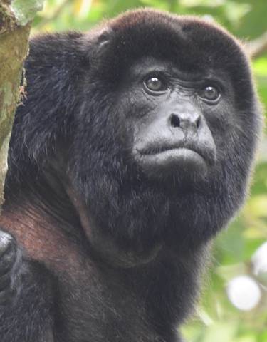 Howler monkey in a tree in a forest setting.