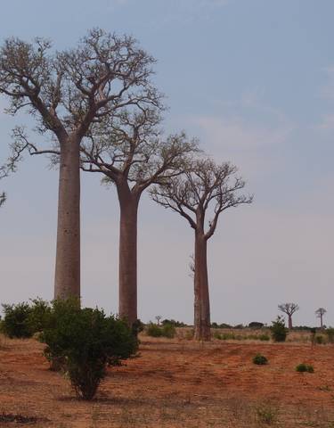 Row of baobab trees in a dry landscape.