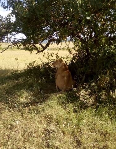Lion resting under a tree in a savanna landscape.