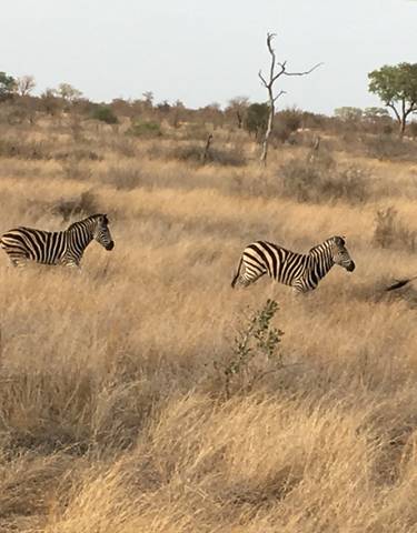 Zebras running across the savannah.