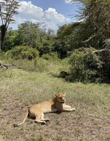 Lions resting in a grassy area with trees in the background.