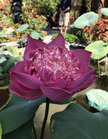 Close-up of a vibrant pink lotus flower in a pond.