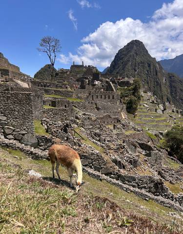 Llama grazing among ancient stone ruins and grass.