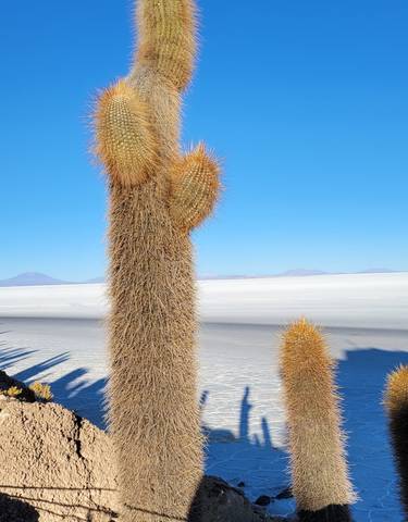Cacti on a rocky terrain with a vast salt flat in the distance.