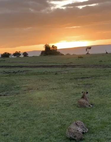 African savanna at sunset with two cheetahs lying down.