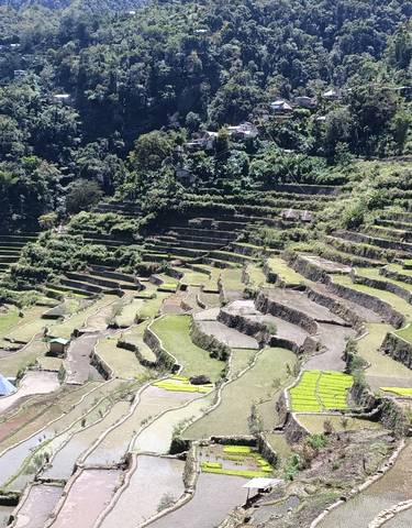 Terraced fields in a mountainous region.