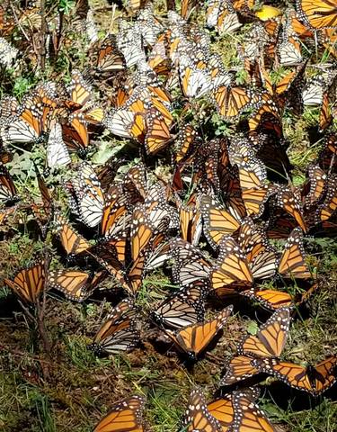 A cluster of monarch butterflies on the ground in sunlight.